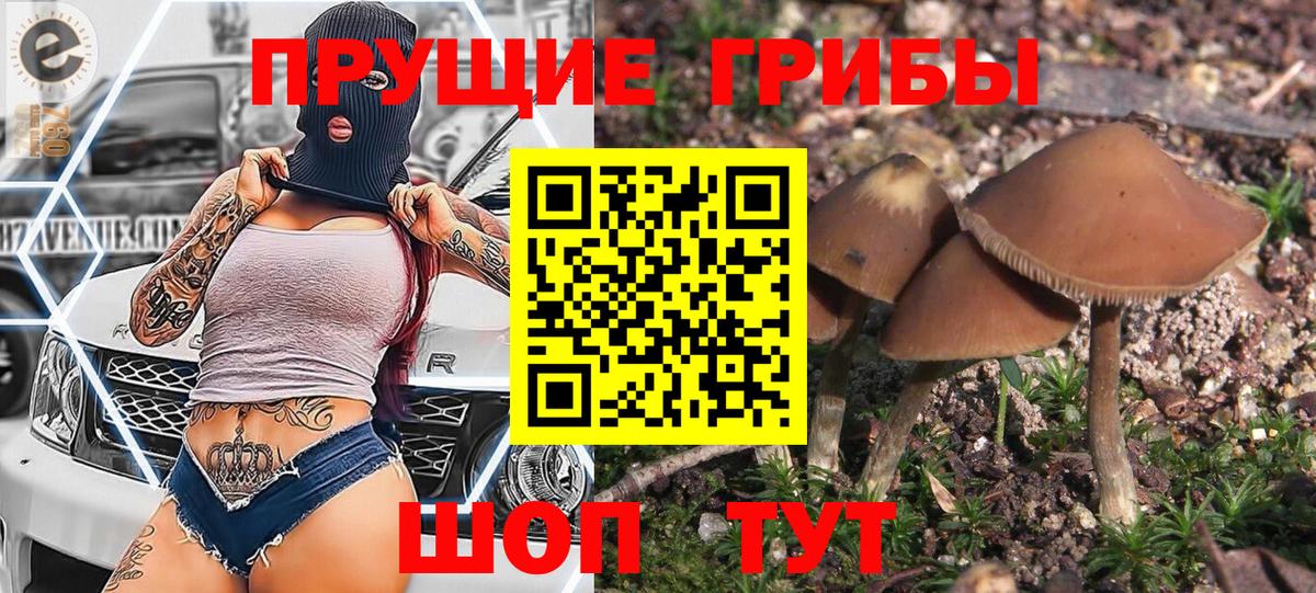 где найти   Галлюциногенные грибы MAGIC MUSHROOMS  Заинск  Вход с VPN  Псилоцибиновые грибы GOLDEN TEACHER 